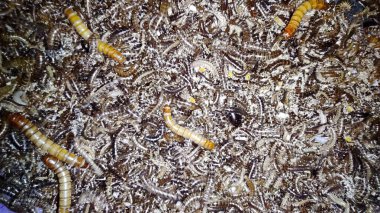 Küçük solucanlar ya da küçük tırtıllar kuşlar ve balıklar için yem olarak kullanılır.