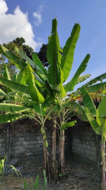 Bitkilerle dolu gerçekten yeşil bir bahçe ve dikey olarak çekilmiş mavi gökyüzü arka planına sahip muz bitkileri gibi birçok yaprak.
