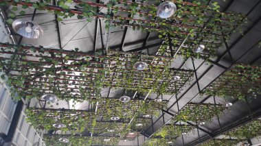 Aşağıdan, bitki ve ışıklarla dolu bir çatı görebilirsin.