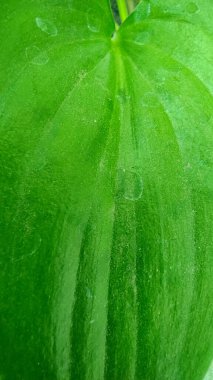 Taro yaprağı ya da kurbağa yaprağı bitkisine yakınlaş ya da kapat 