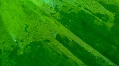 Su ile ıslanmış bir taro yaprağına ya da kurbağa yaprağına yakınlaş ya da yakınlaş.