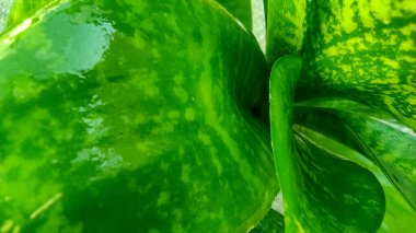 Sansevieria adındaki ıslak yeşil yapraklı bitkiyi yakınlaştır ya da kapat