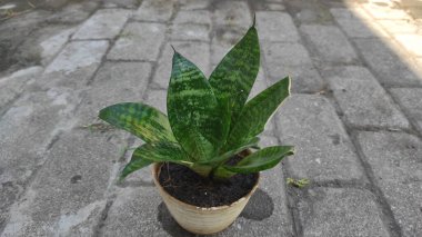 SANSEVIERIA adında küçük güzel bir bitki.