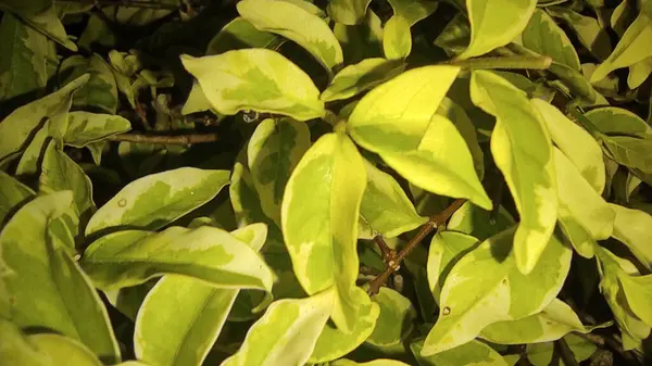 Birçok ve yoğun yeşil yapraklı bitkiler