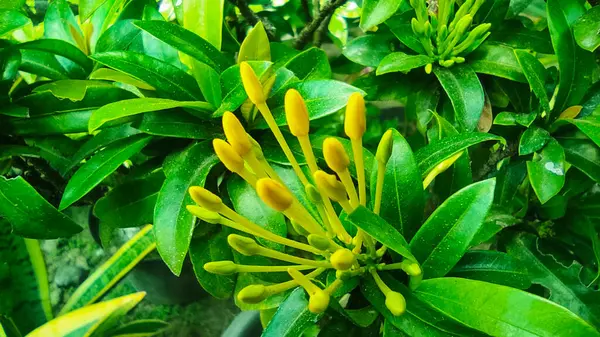 Çoğunlukla sarı olan küçük çiçekler ve ayrıca soka çiçeği veya ixora chinensis adı verilen bir sürü yeşil yaprakları vardır.