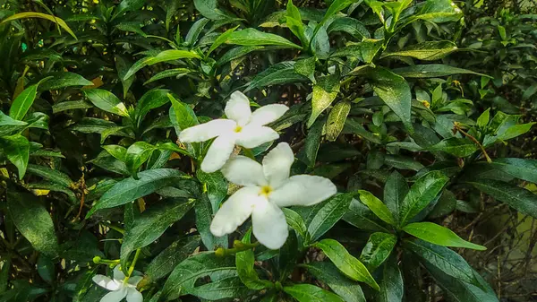 Yaprakların arasında iki yıldız çiçeği ya da küçük yasemin çiçekleri