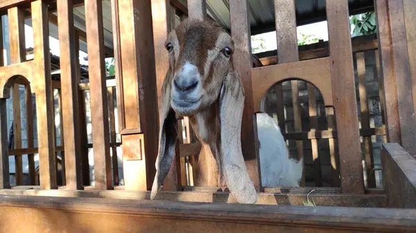 Kafası kafasından dışarı çıkmış kahverengi bir kalemdeki beyaz ve kahverengi bir keçi.