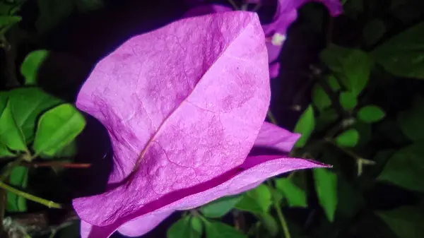 Bir el pembe begonviller gecenin karanlığında