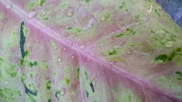 bir bitki yaprağını yakınlaştır ya da kapat