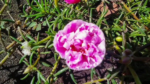 Portekiz ihtişamlı çiçekleri genç ve taze pembe renkler