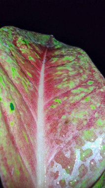 Karanlık gecede kırmızı ve yeşil yapraklı Aglaonema Commutatum bitkisine zoom yap