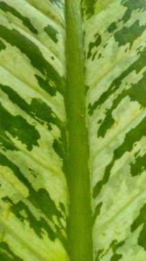 Dieffenbachia adlı bitkinin beyaz ve yeşil yaprak dokusu.