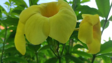 Bali sarı çiçekleri, Allamanda katalizör çiçekleri (Alamanda çiçekleri)