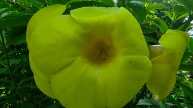 Büyük Bali sarı çiçekleri veya Allamanda katarka çiçekleri (Alamanda çiçekleri) olarak da bilinir.)