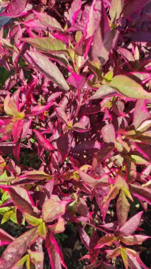 Alternanthera brasiliana yapraklı güzel kırmızı süs çiçeği, dikey alınmıştır. 