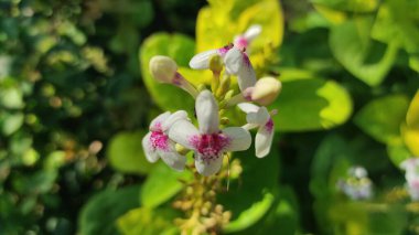 güzel beyaz ve kırmızı çiçekler tipik Bali, yeşil yapraklı arka plan