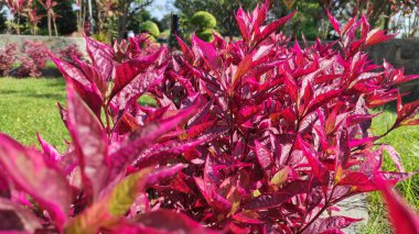 Alternanthera brasiliana yapraklı güzel kırmızı süs çiçeği.