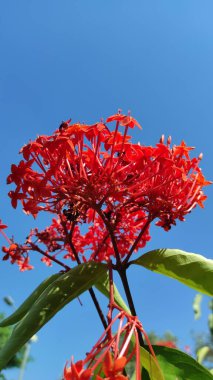 Gökyüzü mavisi arka planı olan kümeler halinde yetişen kırmızı soka çiçekleri ya da kırmızı ixora çini çiçekleri de denir.