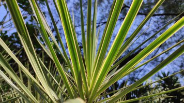 Cordyline australis adı verilen uzun, sivri yeşil yapraklı güzel bir süs bitkisinin birçok yaprağı vardır..
