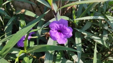 Mor Trompet Çiçekleri (Ruellia Simplex) adında doğada bazı yeşil yapraklı, tipik Bali çiçekleri