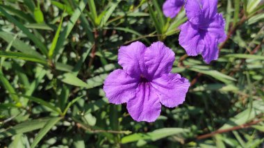 Doğada Mor Trompet Çiçekleri (Ruellia Simplex) adlı güzel mor çiçekler, bazı yeşil yapraklarla, Bali 'den tipik çiçekler.