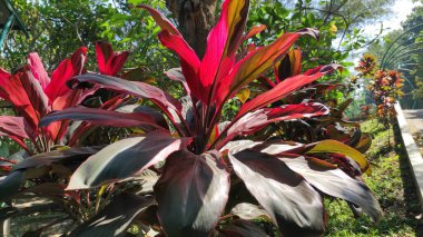 Çok güzel süs bitkisi yaprakları, Cordyline Fruticosa Red Sister, yukarıdan.