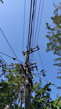 Bir parkta elektrik direği, çeşitli ağaçlar ve dağınık kablolar.