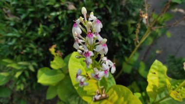 Bali 'nin tipik beyaz ve pembe çiçekleri, yeşil yapraklı arka plan