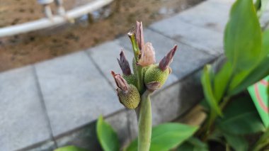 Küçük yeşil ekmek meyvesi, Lily Ampul Çiçeği