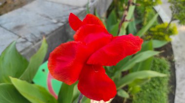 Güzel kırmızı çiçek Cana Lili, canna indica çiçeği