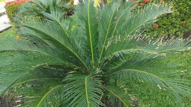 Uzun, sivri yeşil yapraklı bir bitki