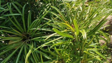 Güzel yeşil bitkilerin uzun yaprakları vardır.