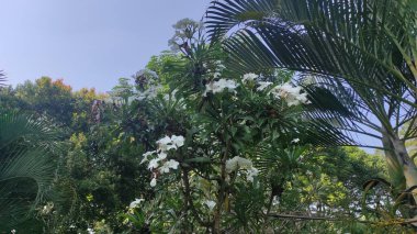 Güzel beyaz frangipani ağacı, tipik Bali çiçeği.