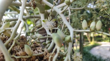 Tomurcukları nazik, yumuşak hurmalıklardan, salkımlardan sarkan salkımlar halinde.