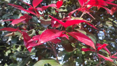 Kırmızı tomurcuk bitkisinden yakınlaş, çiçekler parlak kırmızı