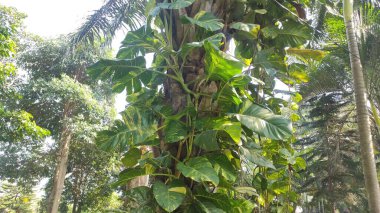 Ağaca tırmanan bir yaprağın yaprakları yeşil ve geniştir.