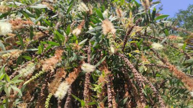 Euphorbia Royleana Bali Oranamental Bitkisi 