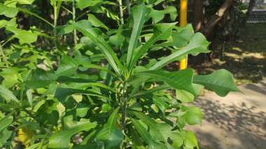 Güzel yeşil yaprak bitkisi, tipik Bali, süs bitkisi Crescentia alata