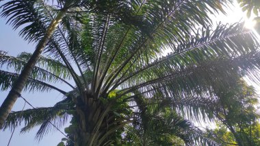 Uzun yaprakları olan yeşil bir palmiye ağacının altından bir manzara.