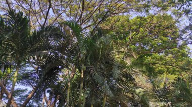 Bir sürü yaprağı olan yeşil bir ağacın altında