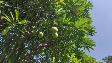 Aşağıdan sarkan mango gibi bir meyve.