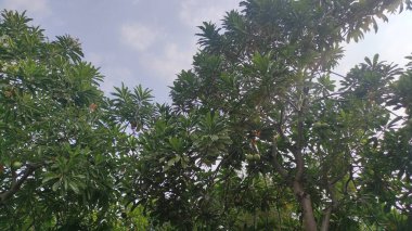 Güzel ağaçların altından bir manzara