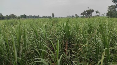 Yeşil şeker kamışı tarlaları ve bulutlu gökyüzü