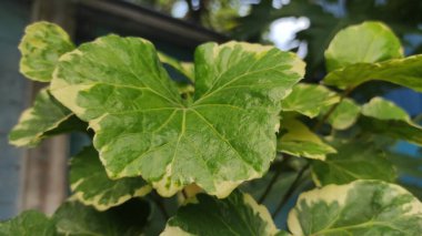 Çok yapraklı ve geniş bir bitki.