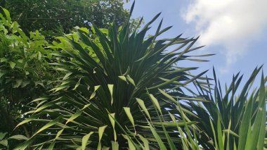 Alttan yeşil yapraklı uzun ve geniş bir bitki. 