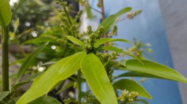 Birçok tohumu ve küçük yeşil yaprakları olan bir mango ağacının tohumları.