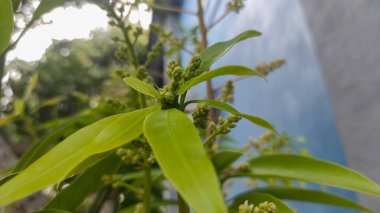 Birçok tohumu olan bir mango ağacının tohumu veya tohumu 