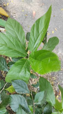 Yapraklar çok güzel yeşil ve düzenli olarak toplanıyor.
