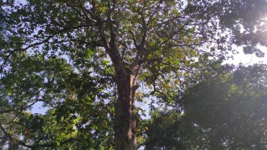 Aşağıdan bir ağaç görünüyor. Altında yapraklar var. Güneş ışığı yapraklardaki boşluklardan parlıyor.