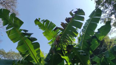 büyük yeşil muz yaprağı